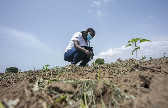 A woman tends to a plant in a dry field